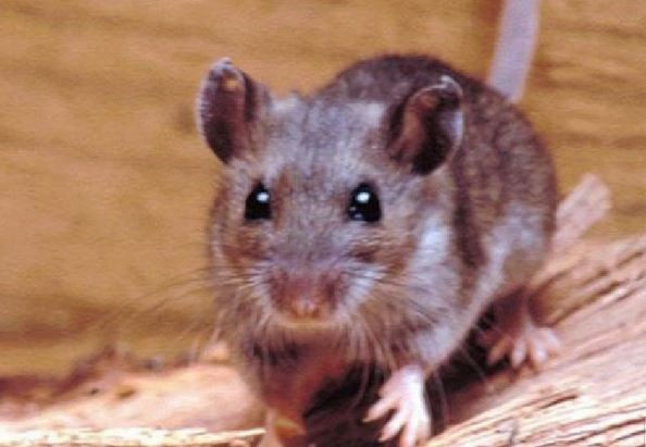 En Salta no hay registros de la variante Andes-Sur de Hantavirus