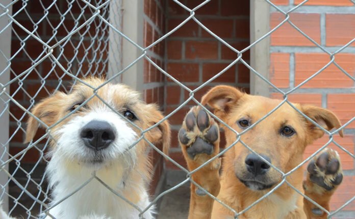 Privarán del carnet de conducir a los que abandonen o maltraten animales