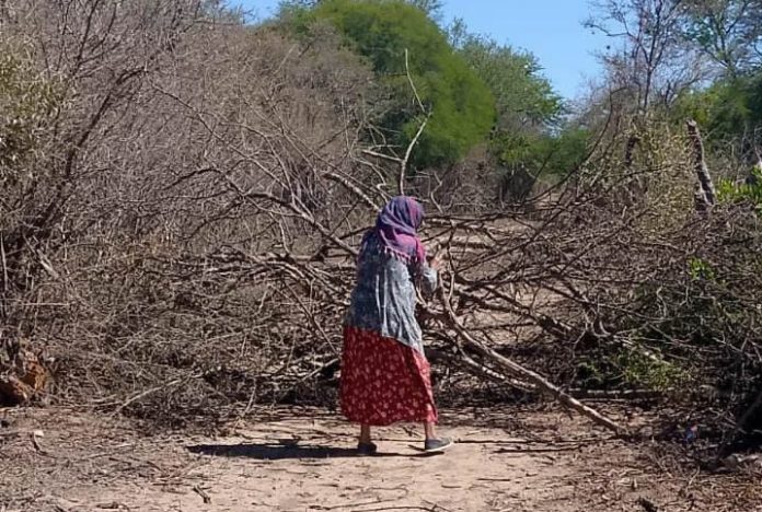 Mujeres wichi luchan por frenar la usurpación en Embarcación